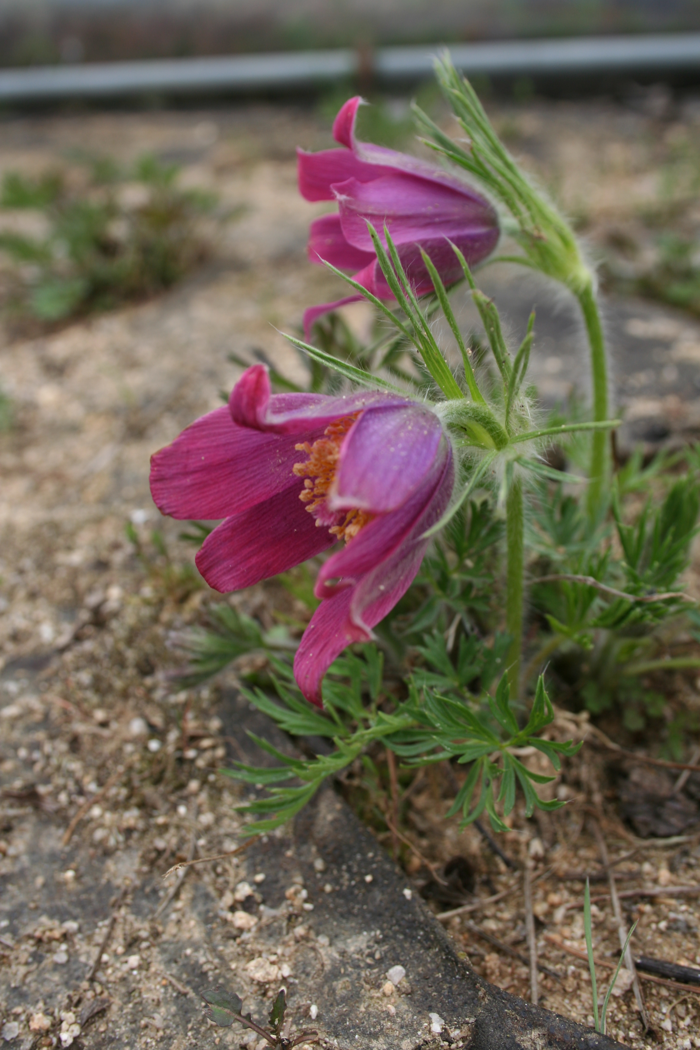 Pulsatilla vulgaris New Red
